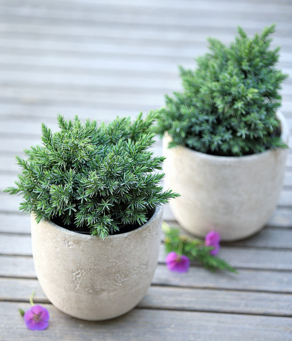  Schuppen-Wacholder 'Blue Star'