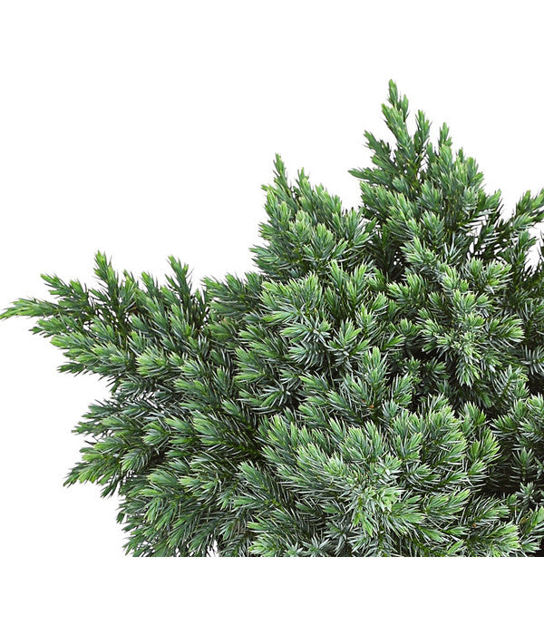  Schuppen-Wacholder 'Blue Star'