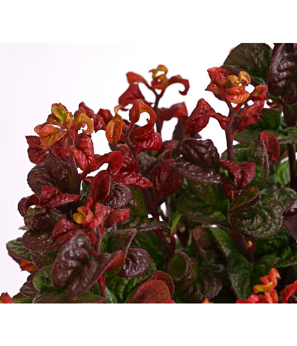  Traubenheide 'Curly Red'
