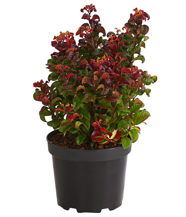  Traubenheide 'Curly Red'