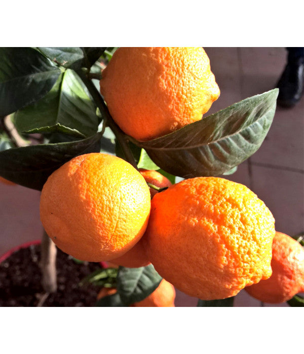  Rangpur-Limette 'Lima Rossa'