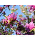  Magnolie 'Genie'