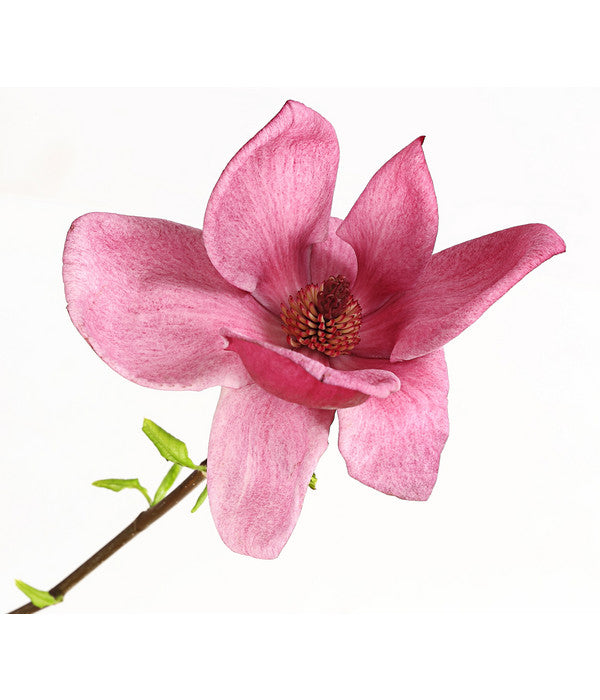  Magnolie 'Genie'
