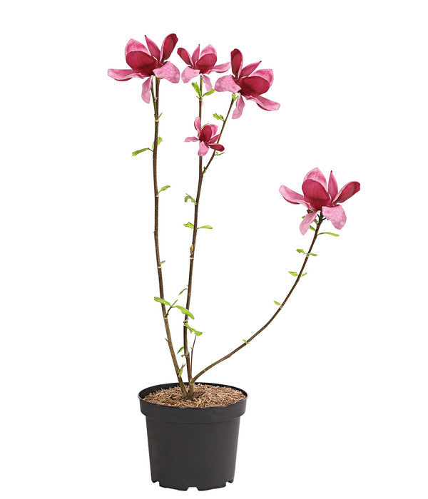  Magnolie 'Genie'