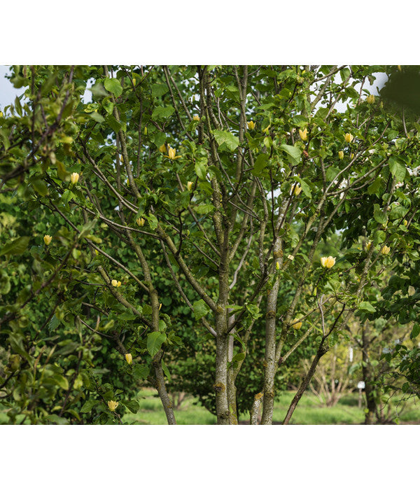 Duft-Magnolie 'Yellow Bird'