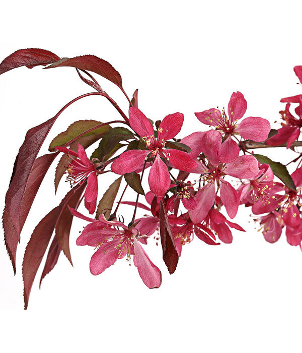  Zierapfel 'Royal Beauty', Kaskaden-Stämmchen