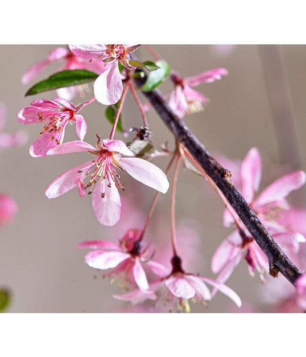  Zierapfel 'Royal Beauty', Kaskaden-Stämmchen