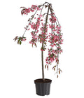  Zierapfel 'Royal Beauty', Kaskaden-Stämmchen