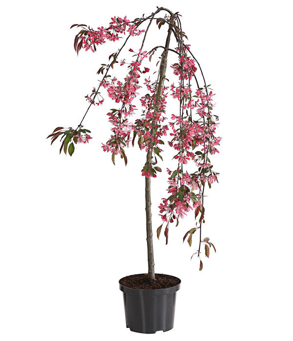  Zierapfel 'Royal Beauty', Kaskaden-Stämmchen