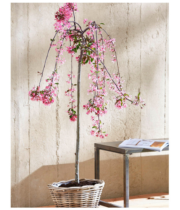  Zierapfel 'Royal Beauty', Kaskaden-Stämmchen
