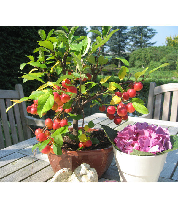  Zierapfel