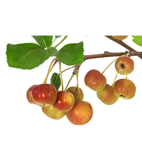  Zierapfel