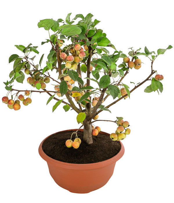  Zierapfel