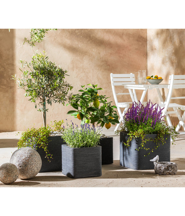  Lavendel 'Royal Blue'