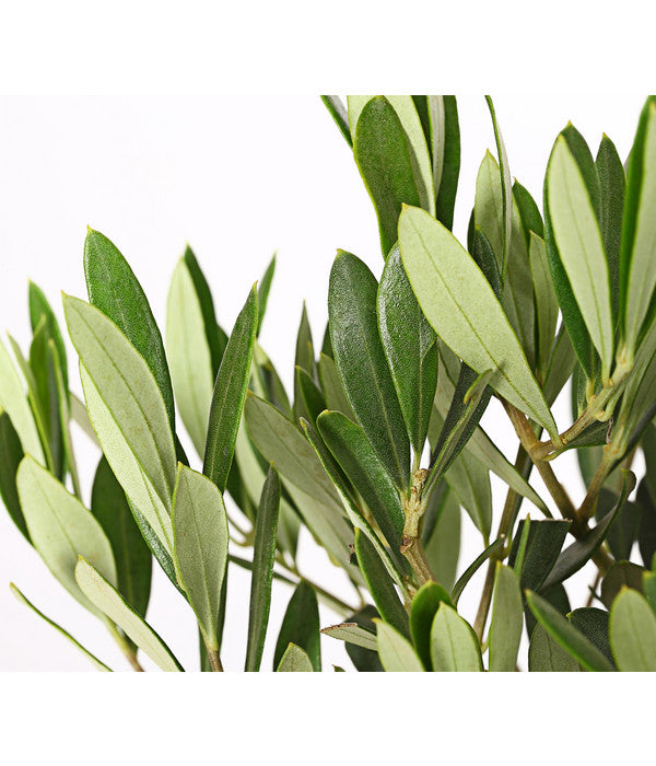  Olive, Stämmchen