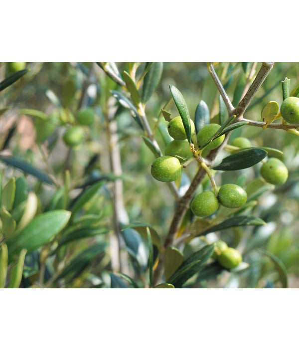  Olive, Stämmchen