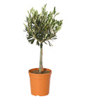  Olive, Stämmchen