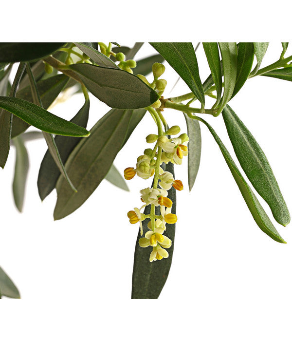  Olive, Ministamm