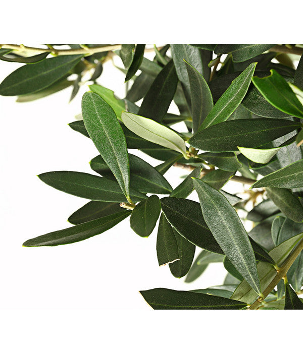  Olive, Ministamm