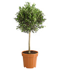  Olive, Ministamm