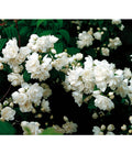  Gefüllter Gartenjasmin 'Schneesturm'