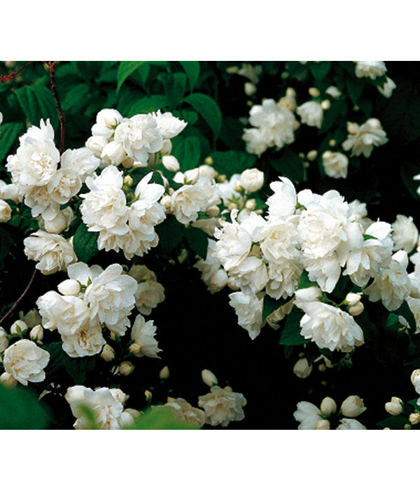 Gefüllter Gartenjasmin 'Schneesturm'