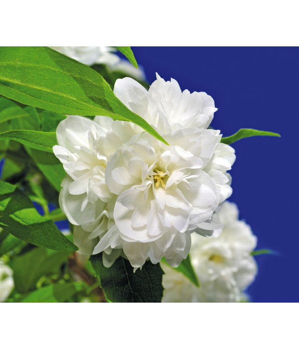  Gefüllter Gartenjasmin 'Schneesturm'