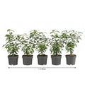  1-1,5 Meter Portugiesischer Kirschlorbeer 'Angustifolia', 5 X Ca. 30-35 Cm