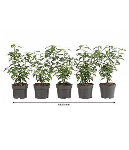  1-1,5 Meter Portugiesischer Kirschlorbeer 'Angustifolia', 5 X Ca. 30-35 Cm