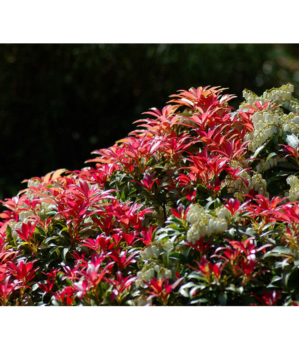  Dehner Schattenglöckchen, Japanische Lavendelheide 'Forest Flame'
