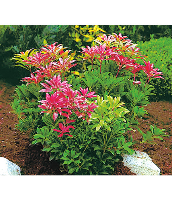  Dehner Schattenglöckchen, Japanische Lavendelheide 'Forest Flame'