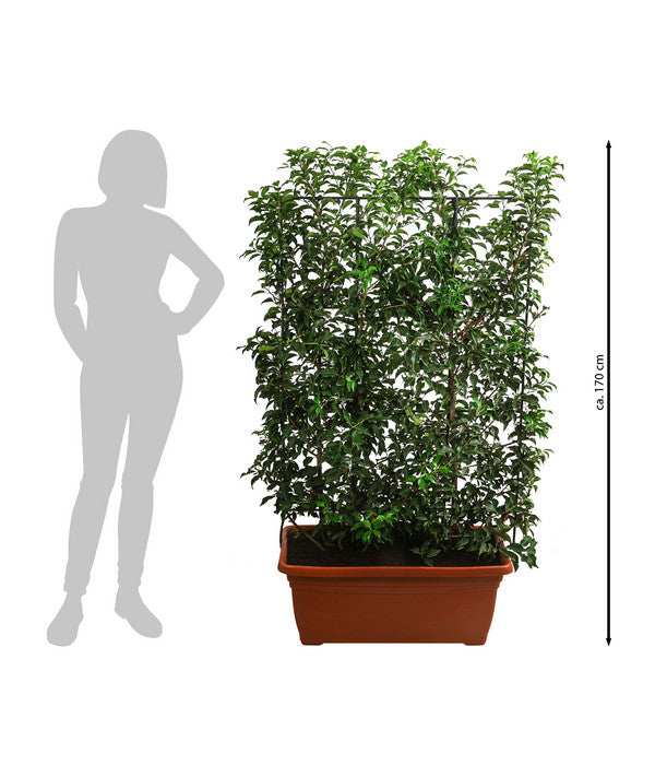 Portugiesischer Kirschlorbeer 'Brenelia', Ca. 170 Cm