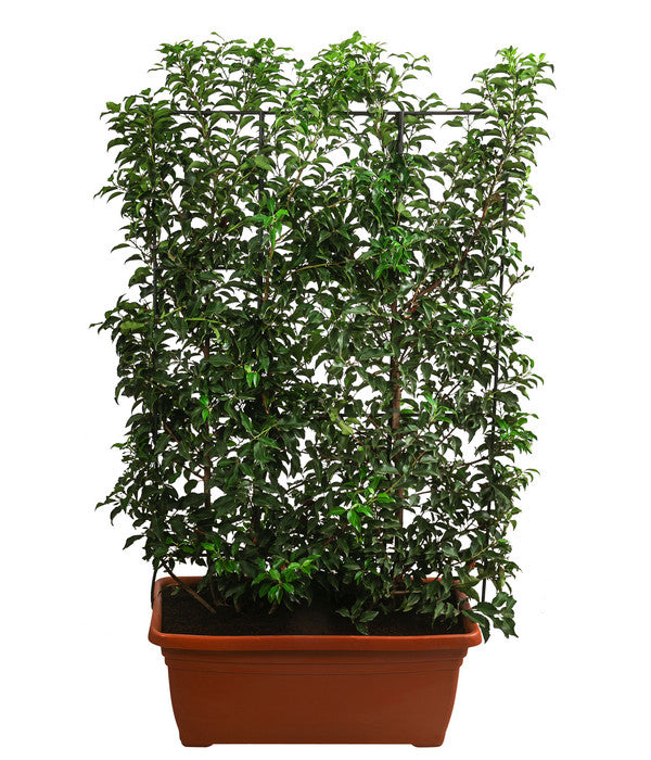  Portugiesischer Kirschlorbeer 'Brenelia', Ca. 170 Cm