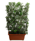  Portugiesischer Kirschlorbeer 'Brenelia', Ca. 170 Cm