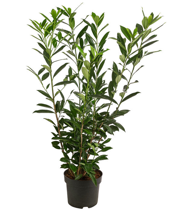 Kaukasischer Kirschlorbeer 'Caucasica'