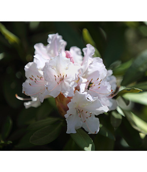  Rhododendron, 5 L