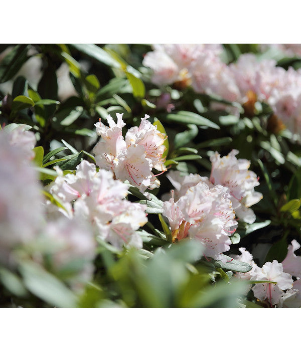  Rhododendron, 5 L