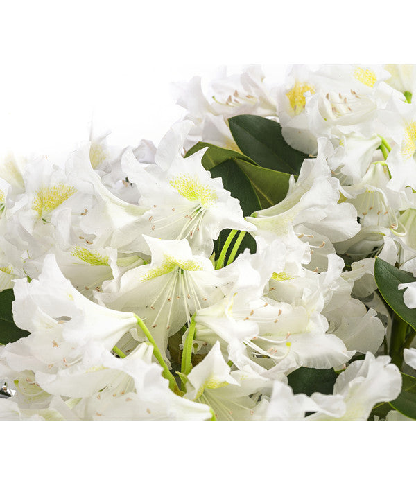  Rhododendron, 5 L