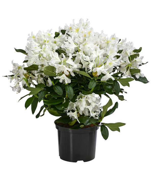  Rhododendron, 5 L
