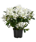  Rhododendron, 5 L