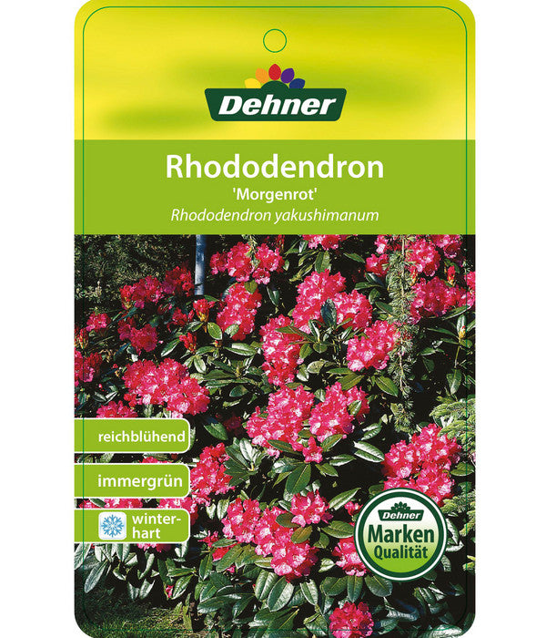  Rhododendron 'Morgenrot'