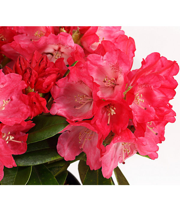  Rhododendron 'Morgenrot'
