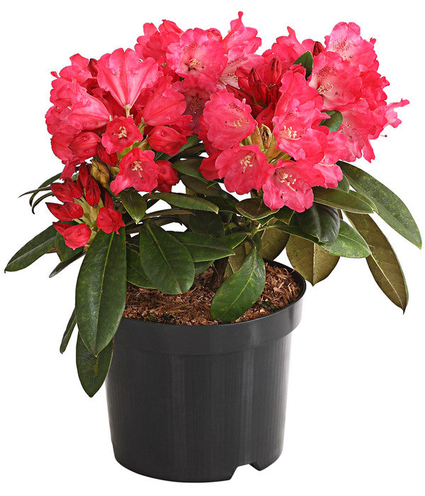  Rhododendron 'Morgenrot'