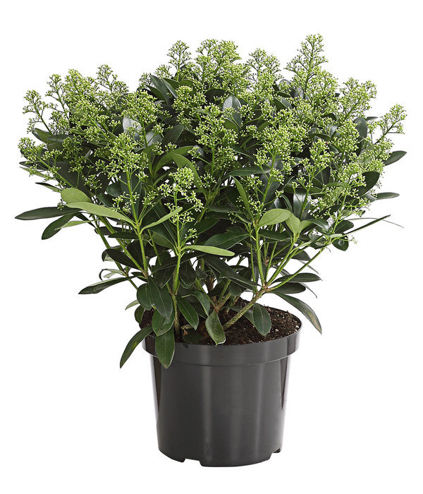  Blütenskimmie 'White Lady'