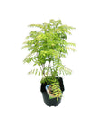  Fiederspiere 'Sem'