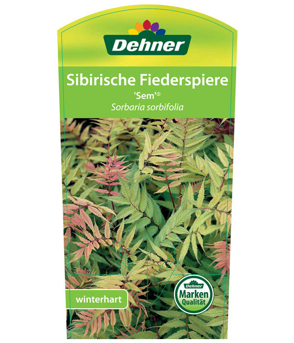  Fiederspiere 'Sem'