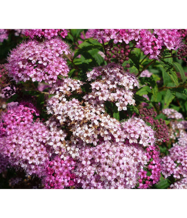  Zwergspiere 'Little Princess'