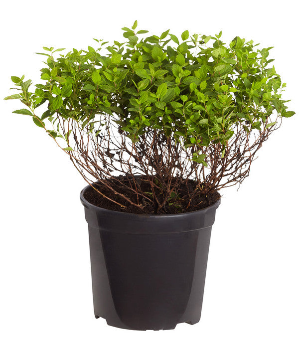  Zwergspiere 'Little Princess'
