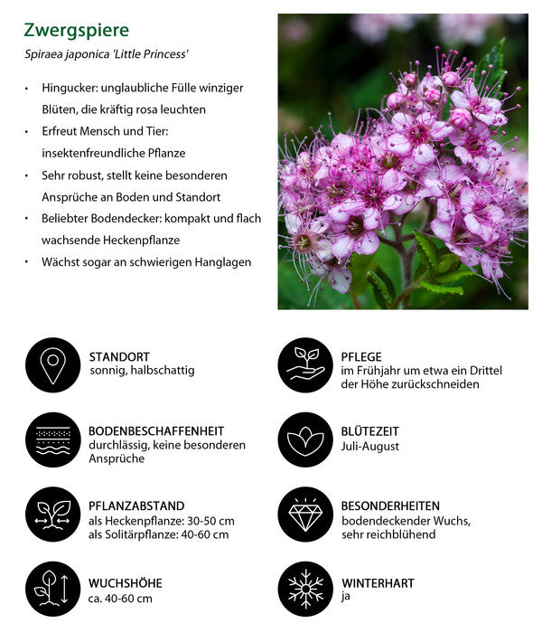  Zwergspiere 'Little Princess'