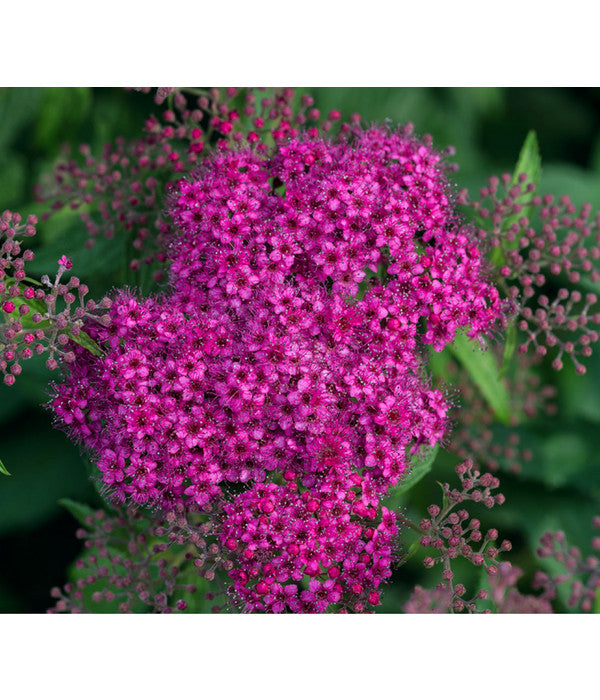  Rote Sommerspiere 'Anthony Waterer'